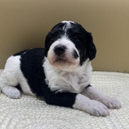 Cookies 'N Cream (Cookie) - Tri-color female Bernedoodle puppy in Hendersonville, North Carolina from Kim's Cove