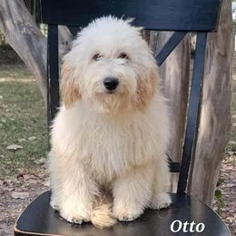 Otto - Cream male Goldendoodle puppy in Scurry, Texas from 07 Seven Oaks Goldens and Doodles