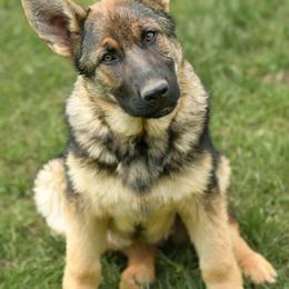 German Shepherd Puppies from Auf der Marquis German Shepherds