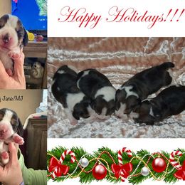 Beagle puppies from Vegas Valle Beagles