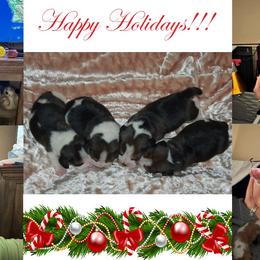 Beagle puppies from Vegas Valle Beagles