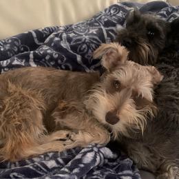 Titan - Miniature Schnauzer