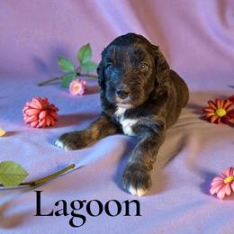 Lagoon - Black tri-color female Aussiedoodle puppy in Ellenburg Center, New York from Kristin's Puppies