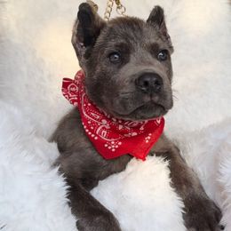 Pumba - Gray brindle male Cane Corso puppy in Hayward, California from Grande Kennels