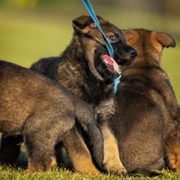 German Shepherd Puppies from Sommerfeld German Shepherds