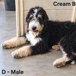 Sweet Pup's Cream Brulee - Tri-color male Bernedoodle puppy in North Zulch, Texas from Sweet Pup Schnauzers