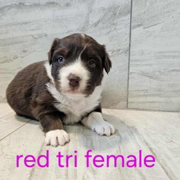 Mya pink - Red tri-color female Australian Shepherd puppy in Arbela, Missouri from County Line Aussies