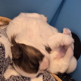 Milo - Liver and white male Shih Tzu puppy in Kernersville, North Carolina from SweetTee's Shih Tzus LLC
