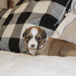 Porsche (fluffy) - Red female Pembroke Welsh Corgi puppy in Goliad, Texas from Rogers’ Fluffy Butt Corgis