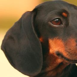 Dachshunds from Cyn-D's Miniature Dachshunds