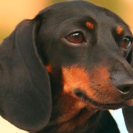 Dachshunds from Cyn-D's Miniature Dachshunds