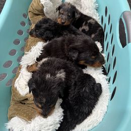 Bright Harl - Harlequin male Beauceron puppy in Floyd’s Knobs, Indiana from Birdwing Beaucerons