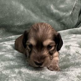 Shaggy - Cream male Dachshund puppy in Memphis, Tennessee from River City Doxies