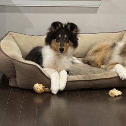 Collie and Shetland Sheepdog Puppies from Clarity