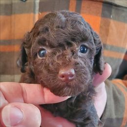 Charlie Brown - Choc Brown Toy Male - Brown male Poodle puppy in Falcon, Missouri from Cedar House Heritage Poodles | AKC Toy & Miniature Poodle Puppies Raised in Home
