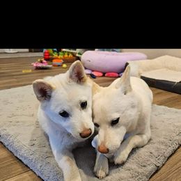 Pug and Shiba Inu Puppies from khshibas-khpugs
