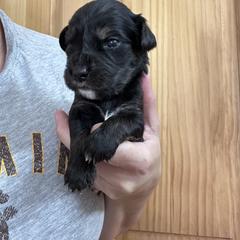 Boy 1 - male Golden Mountain Dog puppy in Wyoming from Great Basin BMD