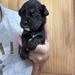 Boy 1 - male Golden Mountain Dog puppy in Wyoming from Great Basin BMD