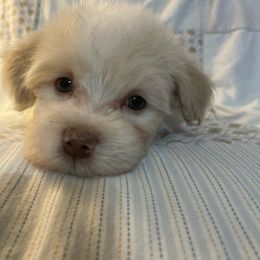 John AKC registered - White male Havanese puppy in Cochran, Georgia from Dean Supreme