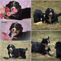 Bernese Mountain Dog Puppies from Brookwood Bernese Mountain Dogs