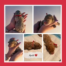 Apollo - Cream male Goldendoodle puppy in Miami Dade County, Florida from Doodle Lovers