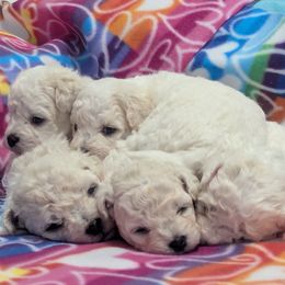 Bolognese puppies from My Regal Bolognese