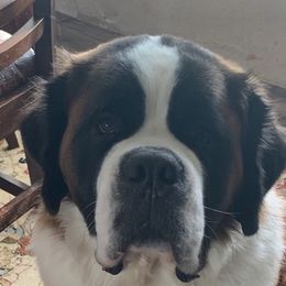 Saint Bernards from Strahan Saints in Montana