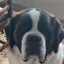 Saint Bernards from Strahan Saints in Montana