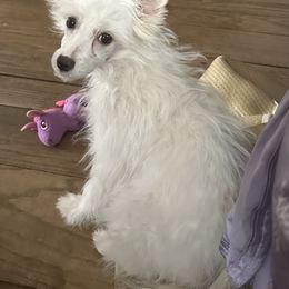 Girl 1 - Chinese Crested puppy from Ambush Kennel
