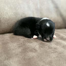 Girl 1 - Black tri female Toy Australian Shepherd puppy in Humansville, Missouri from Tater Tot aussies