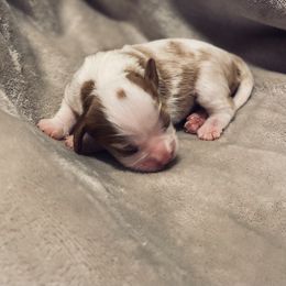 Ella - Blenheim Cavalier King Charles Spaniel puppy in Brewerton, New York from Patch of Land Acres