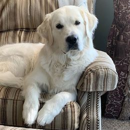 Golden Retriever Puppies from Sleepy Morning Goldens