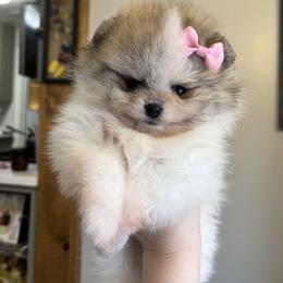 Petunia - Cream sable parti female Pomeranian puppy in Concord, California from Eelan’s Poms