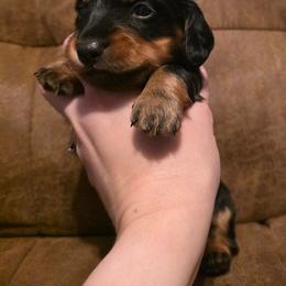 Teal Collar Male - Black and tan male Dachshund puppy in Otto, North Carolina from Windy Ridge Dachshunds