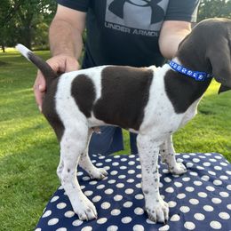 German Shorthaired Pointer All Grown Up from Vought's GSP Pups