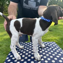 German Shorthaired Pointer All Grown Up from Vought's GSP Pups