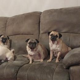 Pugs from Gadsden Pugs