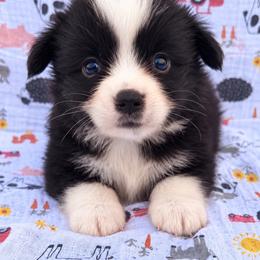 Buzz - Black & white male Miniature Australian Shepherd puppy in Stuart, Iowa from Arbor Hill Aussies