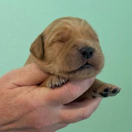 Blue - Dark golden male Golden Retriever puppy in Eustis, Florida from Earley Goldens