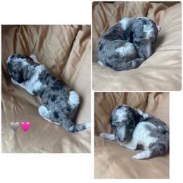 Tiny Merle girl - Merle female Bernedoodle puppy in Clarksville, Iowa from Iowa Heartland Doodles