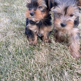 Yorkshire Terrier Puppies from Alvarado’s Yorkies