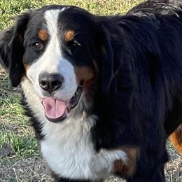 Bernese Mountain Dogs and Miniature Australian Shepherds from 7 Hearts