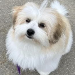 Cotons de Tulear from Majestic Creek Puppies