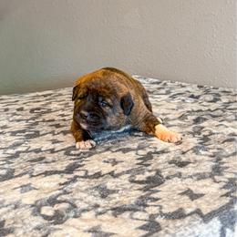 Teal collar - Brindle female Anatolian Shepherd Dog puppy in Spokane, Washington from 4D Cattle Dogs