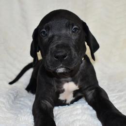 Angel's Envy - Black and white female Great Dane puppy in Chapmansboro, Tennessee from Balthrop Bend Farms