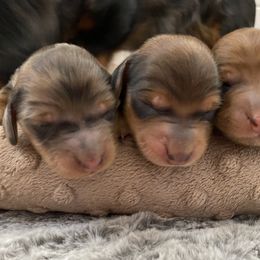 Dachshund Puppies from Ruby Desert Doxies