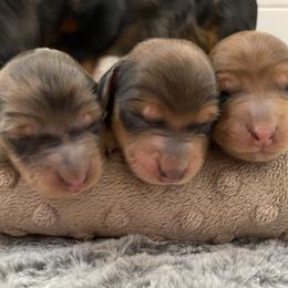Dachshund Puppies from Ruby Desert Doxies