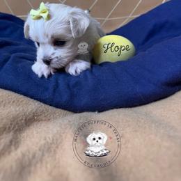 Puppy 3 (Hope) - White female Maltese puppy in Haslet In Dfw, Texas from Maltese Puppies in Texas