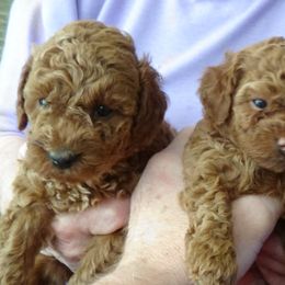 Poodles from Glen's Poodles