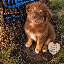 Maui - Red tri male Miniature Australian Shepherd puppy in Idalou, Texas from Lonesome Pine Mini Aussies